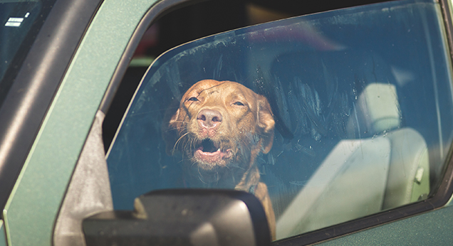 Dog in car with window slightly down